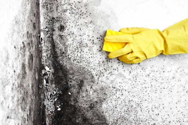 Best Commercial Mold Inspection  in Schaumburg, IL