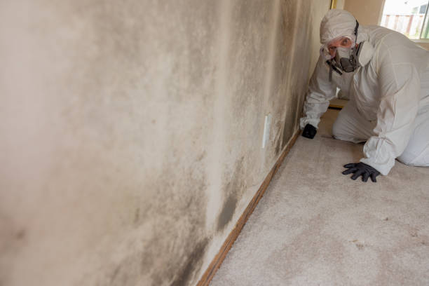 Best Mold-Related Health Consultation  in Schaumburg, IL